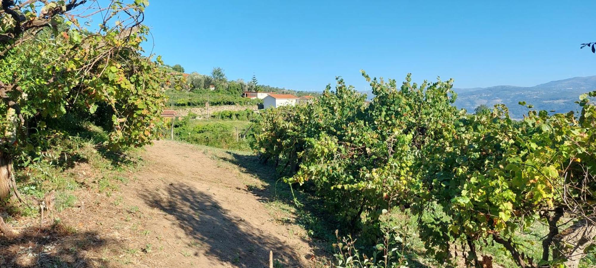 Quinta Dos Castros Douro Villa Baião Eksteriør bilde