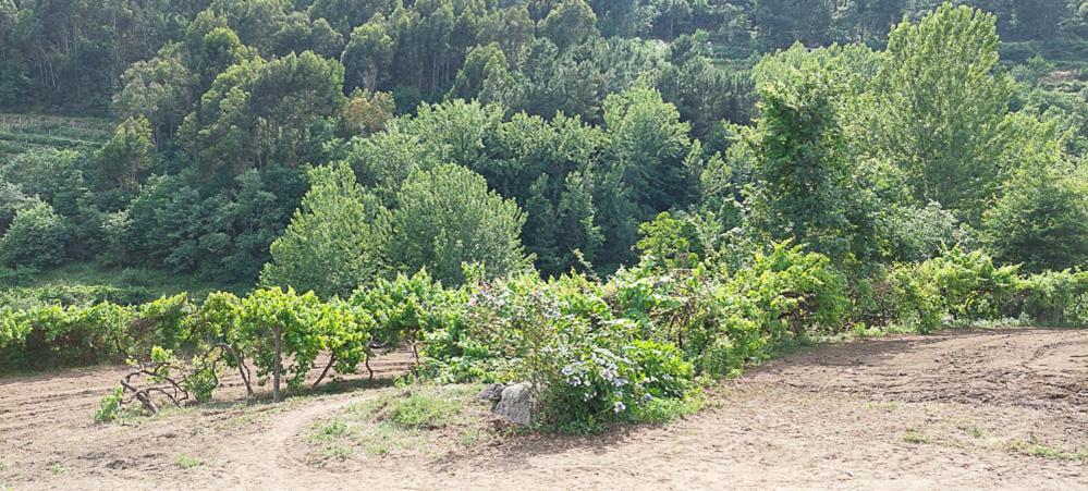 Quinta Dos Castros Douro Villa Baião Eksteriør bilde