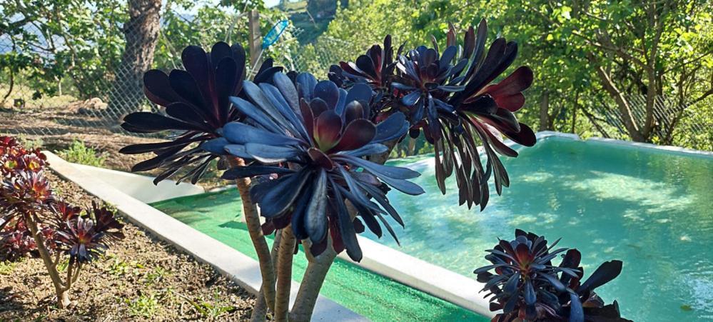 Quinta Dos Castros Douro Villa Baião Eksteriør bilde