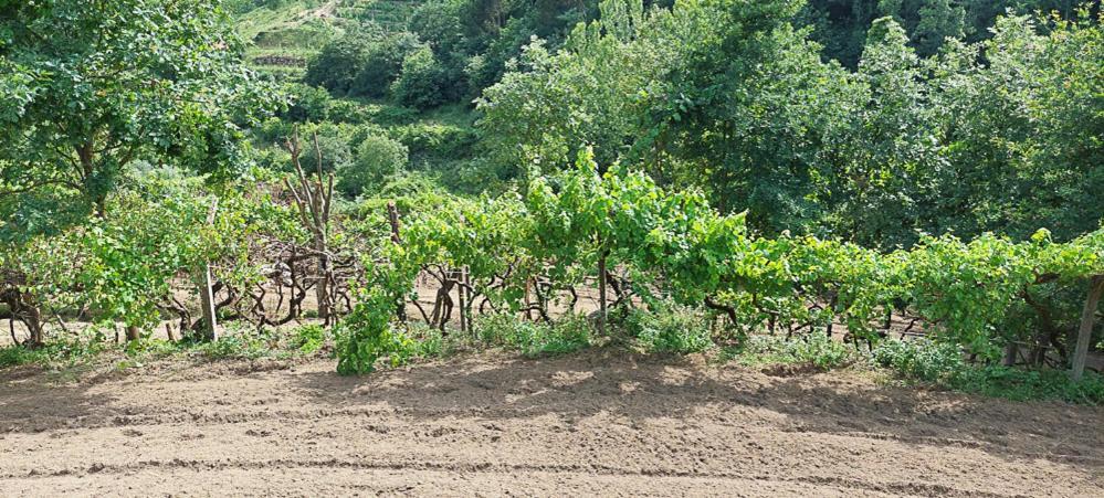 Quinta Dos Castros Douro Villa Baião Eksteriør bilde